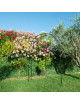 Arche de jardin LOUIS MOULIN Ronde Basics en acier noir brillant